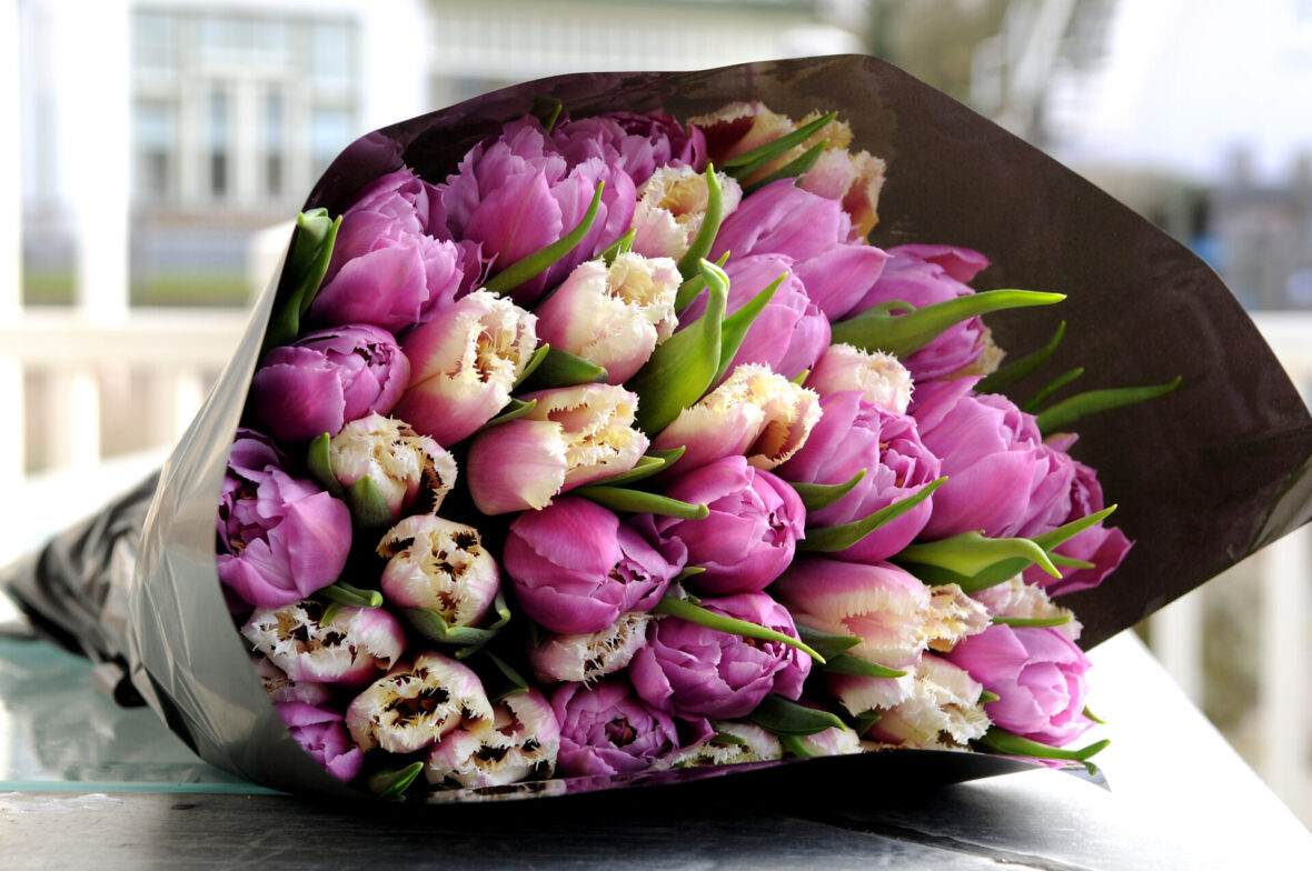 Tulipa Tulipa
