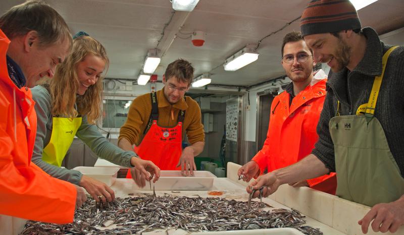 Bilde 8 sortere trålfangst.jpg Paul Renaud, Frida Cnossen, Benjamin Merkel, Luc Hallali og Maxime Georrfroy sorterer lodda som de fikk i trålposen etter størrelse.