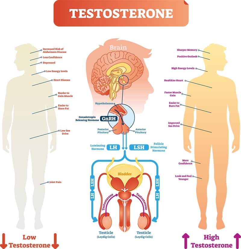 Testosterone