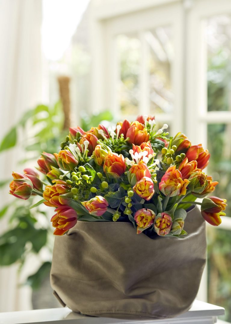 orange tulpan orange tulpan