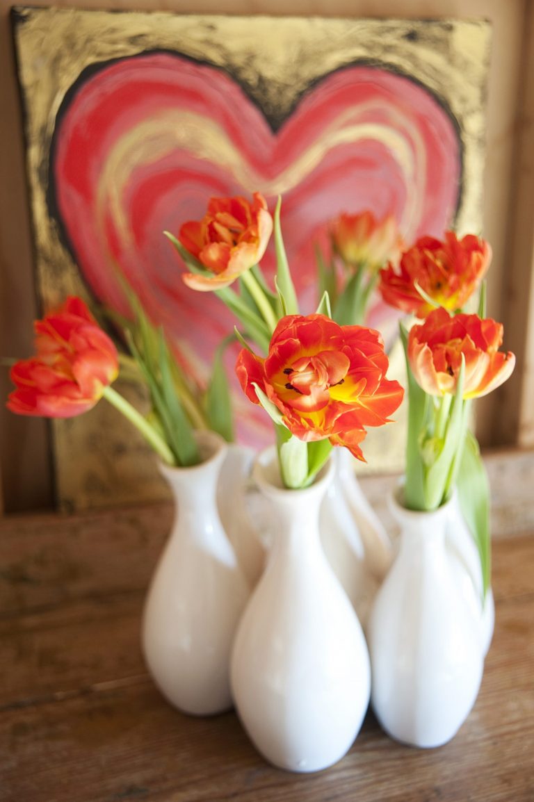orange tulpan orange tulpan